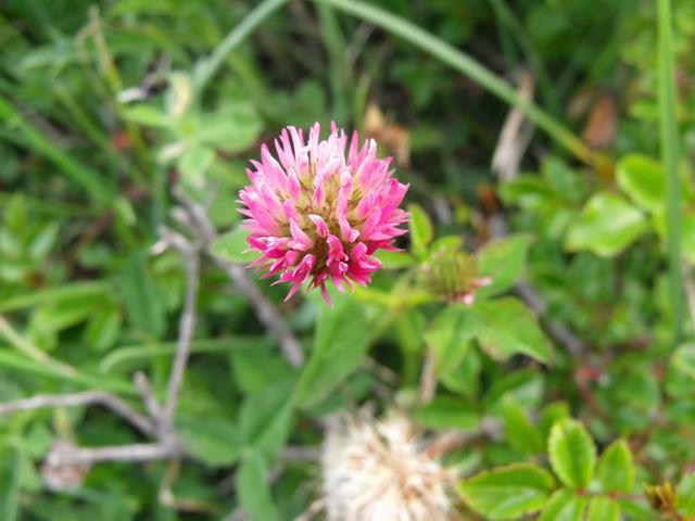 Trifolium physodes